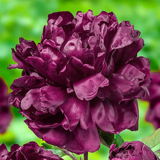 François Ortegat Peony