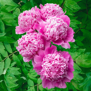 Monsieur Jules Elie Peony