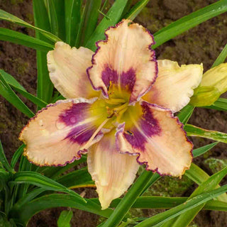 Eenie Meenie Jellybeany Reblooming Daylily