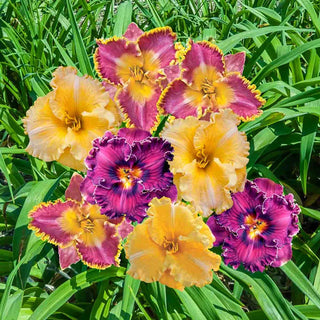 Ruffled Reblooming Daylily Mixture