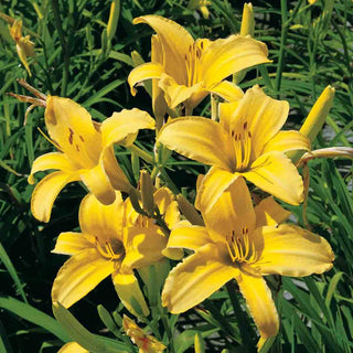 Hyperion Reblooming Daylily