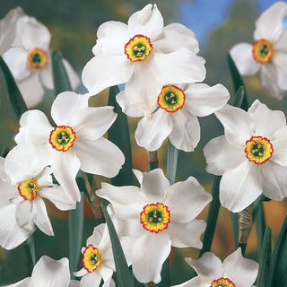 Poets Daffodil