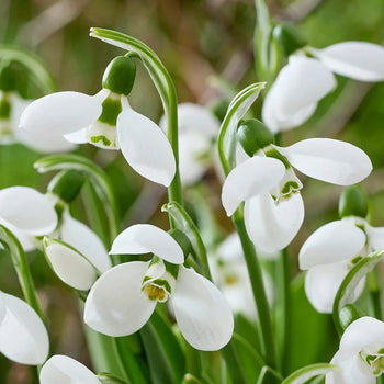 Polar Bear Giant Snowdrops
