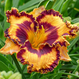 Griffin Miller Daylily