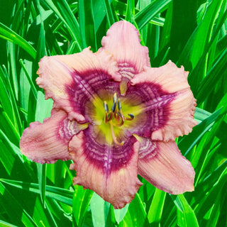Cobwebs Daylily
