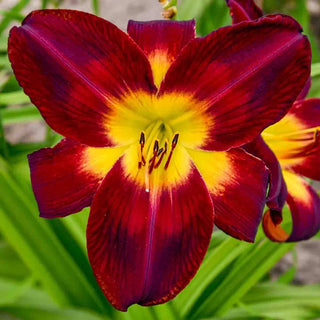 Persian Ruby Daylily