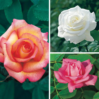 Rose Collections