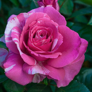 Grandiflora Roses