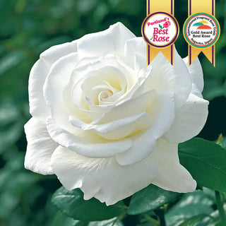 Sugar Moon Hybrid Tea Rose
