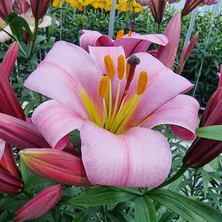 Pink Planet Lily