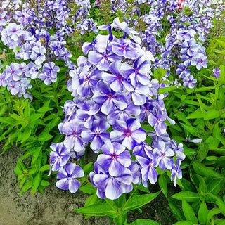 Coastal Breeze Phlox