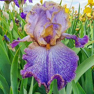 Make a Splash Bearded Iris