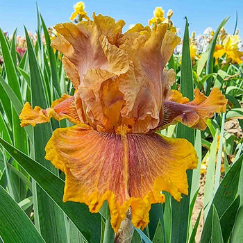 Candied Ginger Bearded Iris