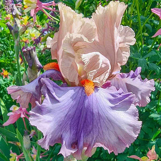 Mayfair Melody Reblooming Bearded Iris