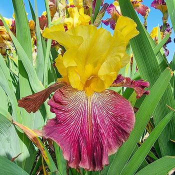 Top of the Line Bearded Iris