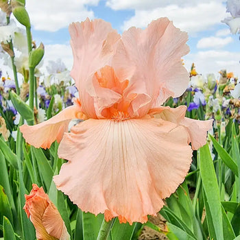 You're a Peach Bearded Iris