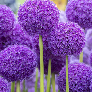 Alliums
