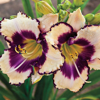 Daylilies