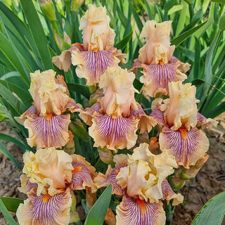 Irises