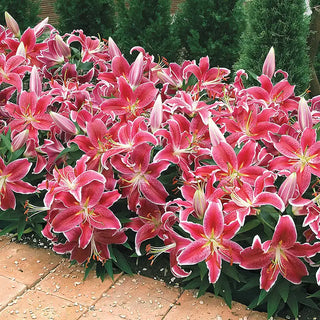 Lilies